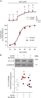 Aldosterone-Induced Sarco/Endoplasmic Reticulum Ca2+ Pump Upregulation Counterbalances Cav1.2-Mediated Ca2+ Influx in Mesenteric Arteries